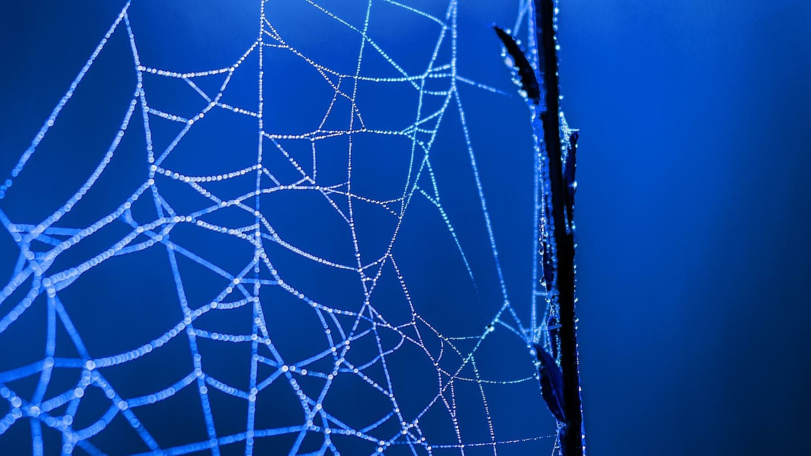 Teil eines Spinnennetzes vor blauem Hintergrund.