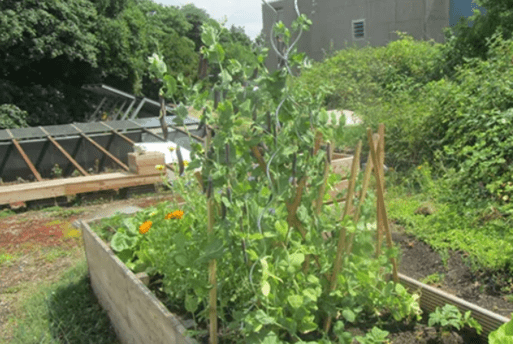 Urban Farming auf dem Dach